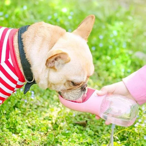 portable french bulldog bottle
