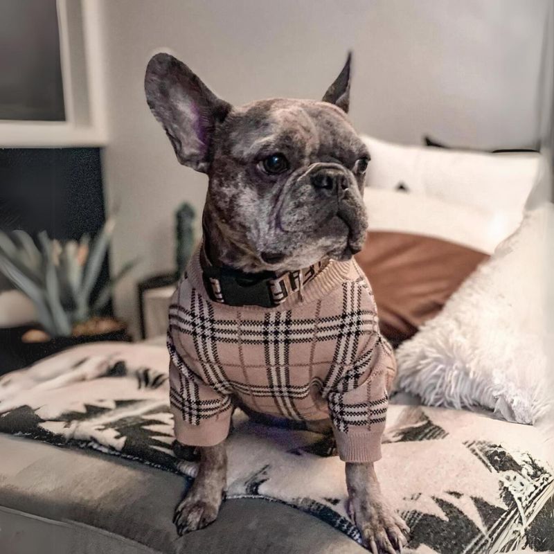 frenchie space shop poshberry french bulldog sweater