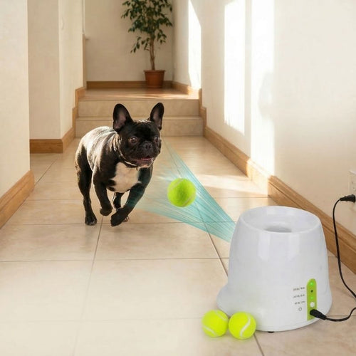 French Bulldog Fetch Mate