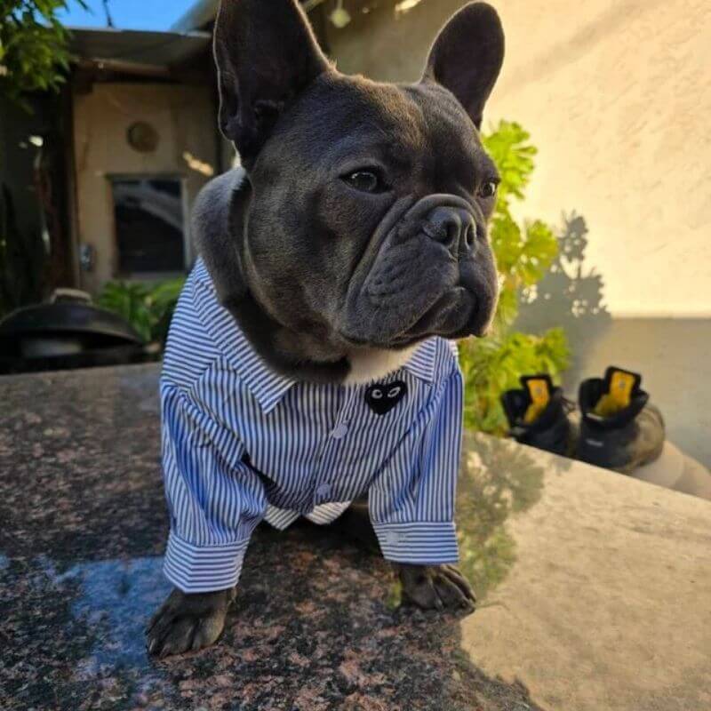 striped french bulldog shirt