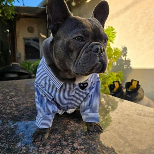 striped french bulldog shirt
