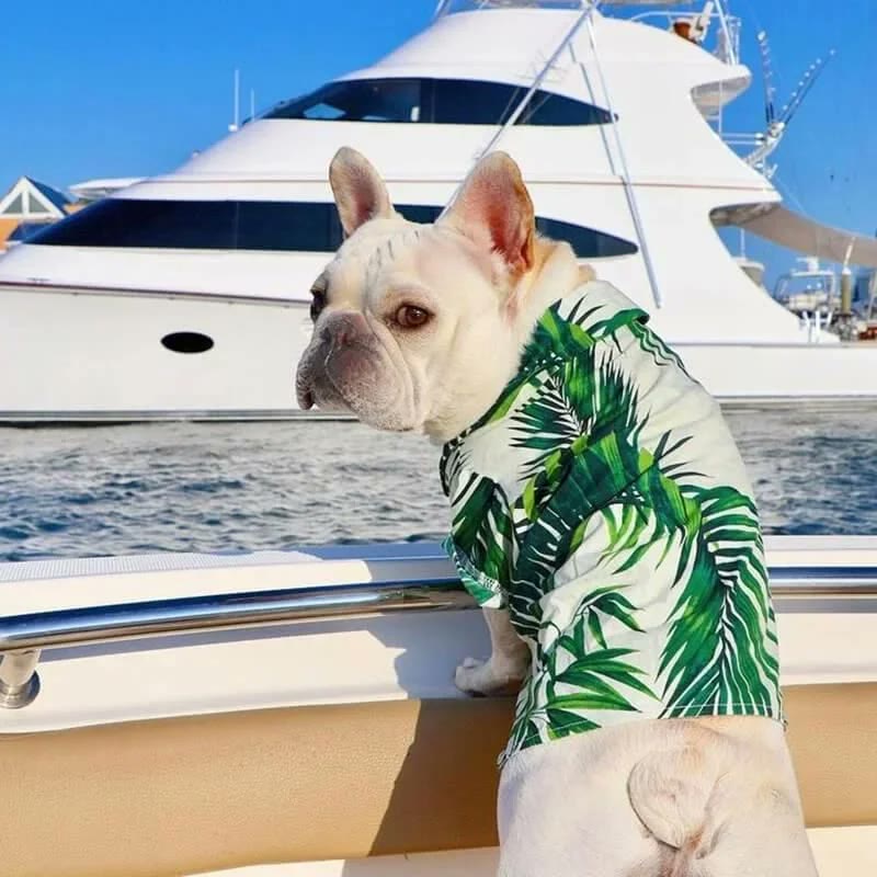 frenchie space shop sunsea french bulldog shirt