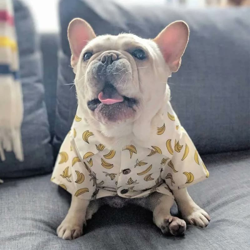 frenchie space shop sunsea french bulldog shirt