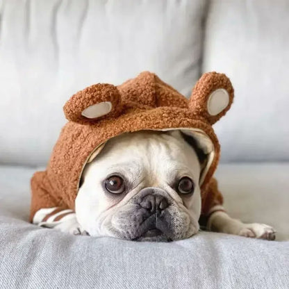 teddy french bulldog jacket