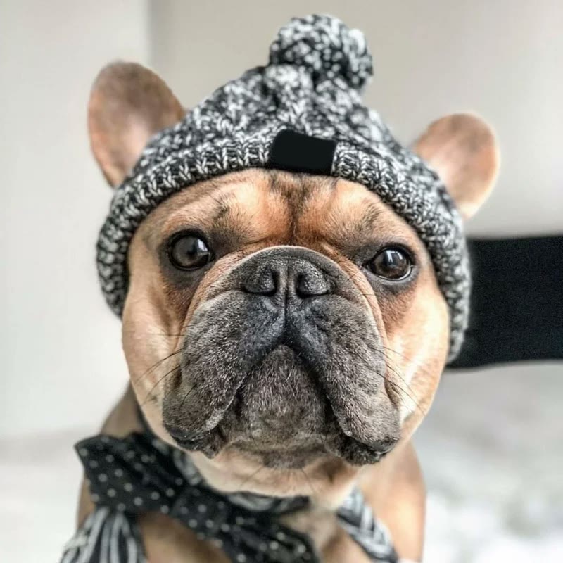 frenchie space shop winter french bulldog beanie