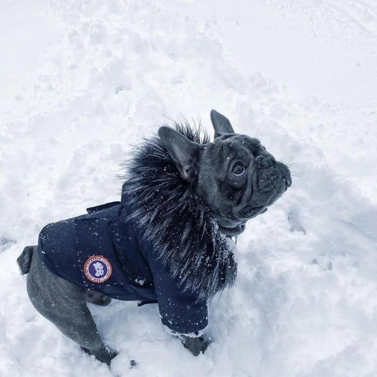 frenchie space shop winter parka french bulldog jacket