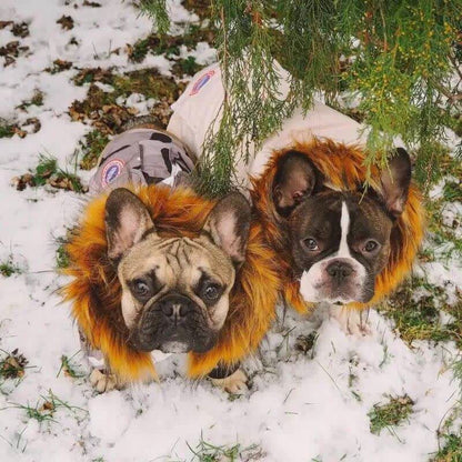 frenchie space shop winter parka french bulldog jacket