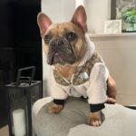 frenchie space shop bomber french bulldog jacket