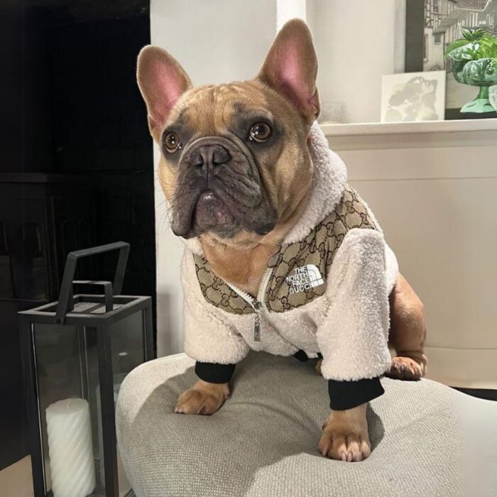 frenchie space shop bomber french bulldog jacket