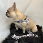 frenchie space shop designer french bulldog harness