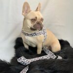 frenchie space shop designer french bulldog harness