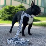 frenchie space shop designer french bulldog harness