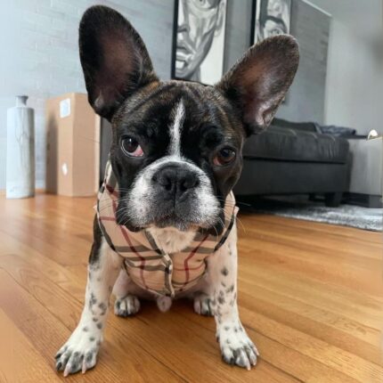 dogberry french bulldog vest