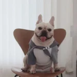frenchie space shop french bulldog shirt set