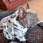 frenchie space shop lv french bulldog set