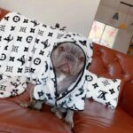 frenchie space shop lv french bulldog set