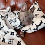 frenchie space shop lv french bulldog set