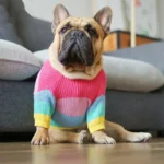 frenchie space shop multicolor french bulldog sweater