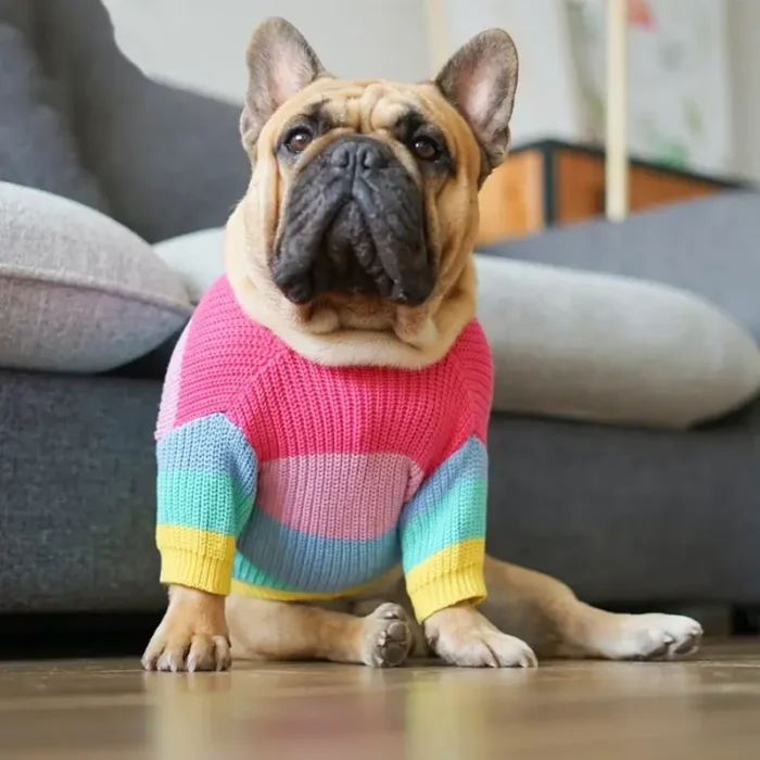 frenchie space shop multicolor french bulldog sweater