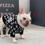 frenchie space shop ny french bulldog sweater