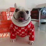 frenchie space shop ny french bulldog sweater
