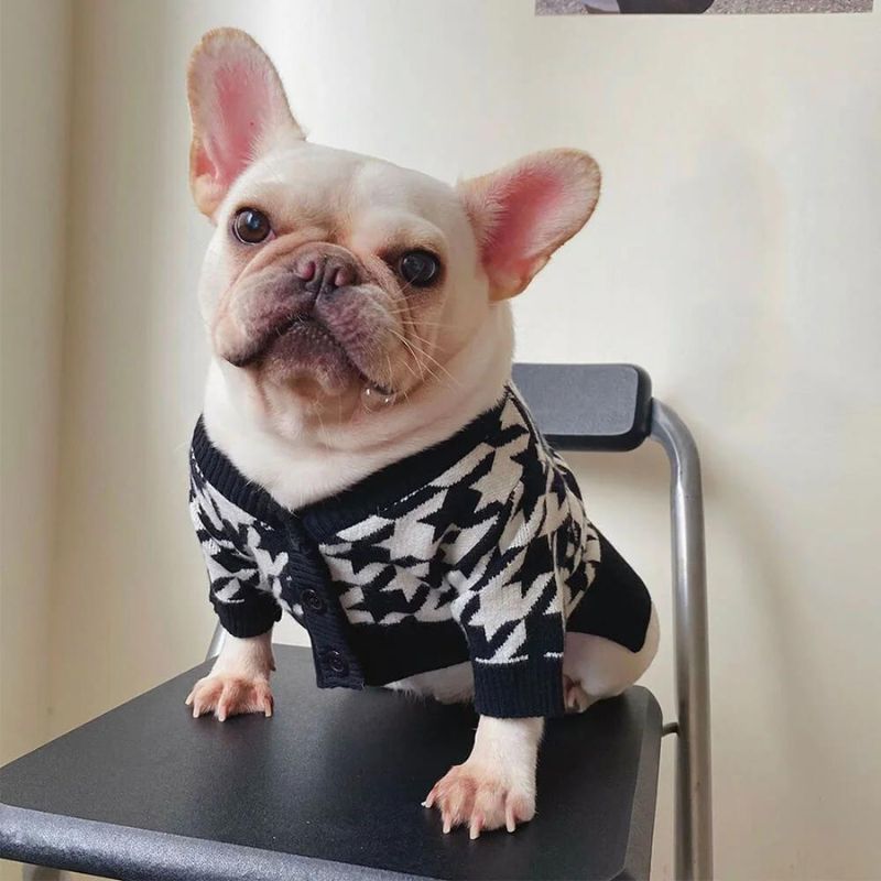 frenchie space shop pepito french bulldog sweater