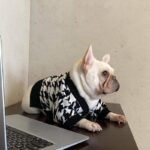 frenchie space shop pepito french bulldog sweater