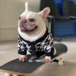 frenchie space shop pepito french bulldog sweater