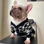 frenchie space shop pepito french bulldog sweater