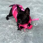 frenchie space shop sharkymermaid french bulldog life jacket