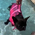 frenchie space shop sharkymermaid french bulldog life jacket