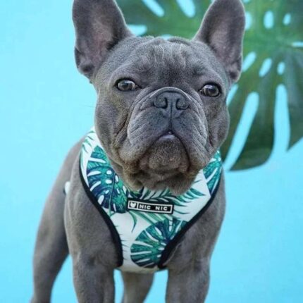 frenchie space shop amazonianvibes frenchie harness