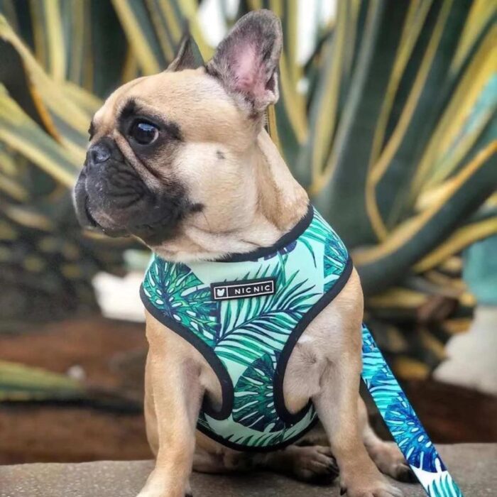 frenchie space shop amazonianvibes frenchie harness