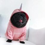 frenchie space shop badside french bulldog hoodie