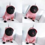 frenchie space shop badside french bulldog hoodie