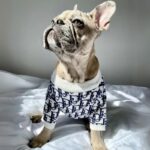 frenchie space shop bark-a-la mode frenchie sweater
