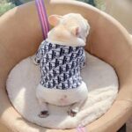 frenchie space shop bark-a-la mode frenchie sweater