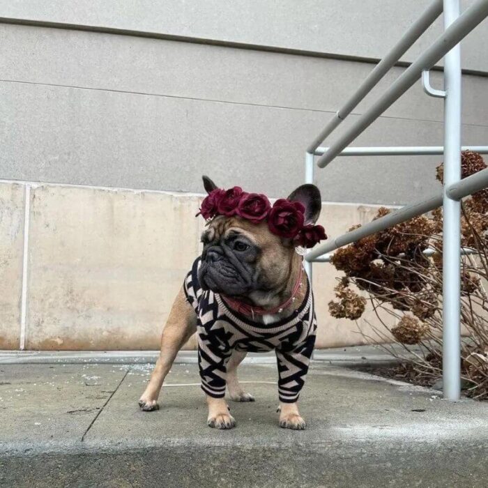 frenchie space shop bark-n-blendi french bulldog sweater