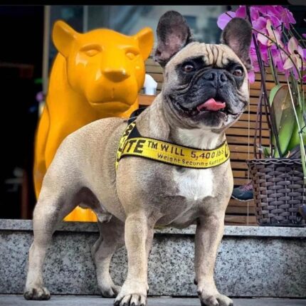 frenchie space shop barkvibe french bulldog harness