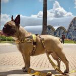 frenchie space shop barkvibe french bulldog harness