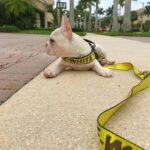 frenchie space shop barkvibe french bulldog harness