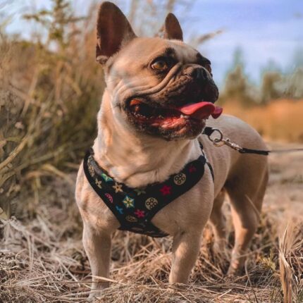 frenchie space shop blossomnoir french bulldog harness