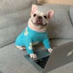 frenchie space shop blue spring frenchie sweater