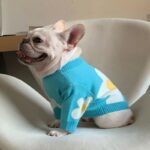 frenchie space shop blue spring frenchie sweater