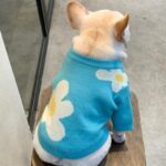 frenchie space shop blue spring frenchie sweater