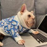 frenchie space shop blued french bulldog sweater