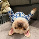 frenchie space shop blued french bulldog sweater