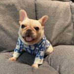 frenchie space shop blued french bulldog sweater