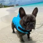 frenchie space shop bluesea french bulldog life jacket