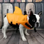 frenchie space shop bluesea french bulldog life jacket
